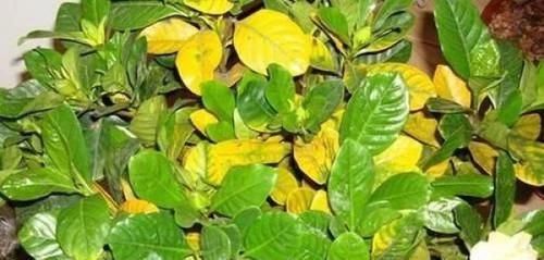 栀子花爱黄叶,记住几个方法,新叶呼呼往外长,枝繁叶茂