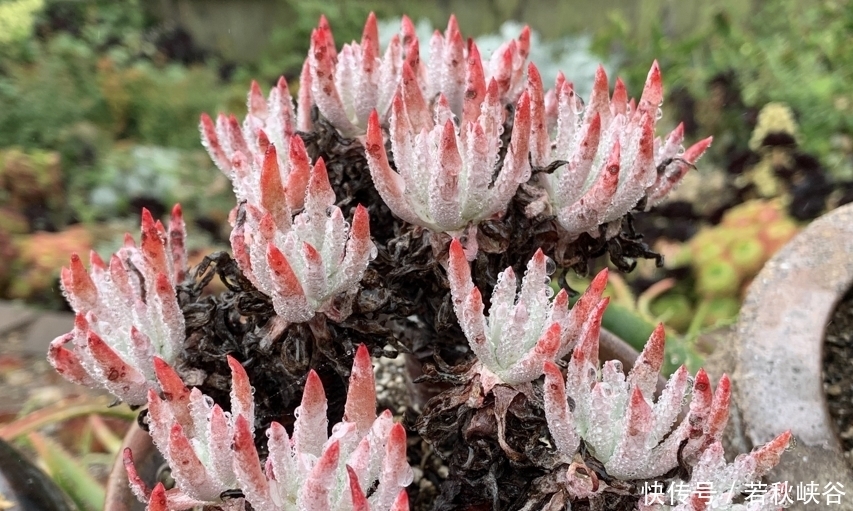 多肉丛林桩|喜欢多肉丛林桩却不知道怎么养成?其实只需要简单的一步操作便可