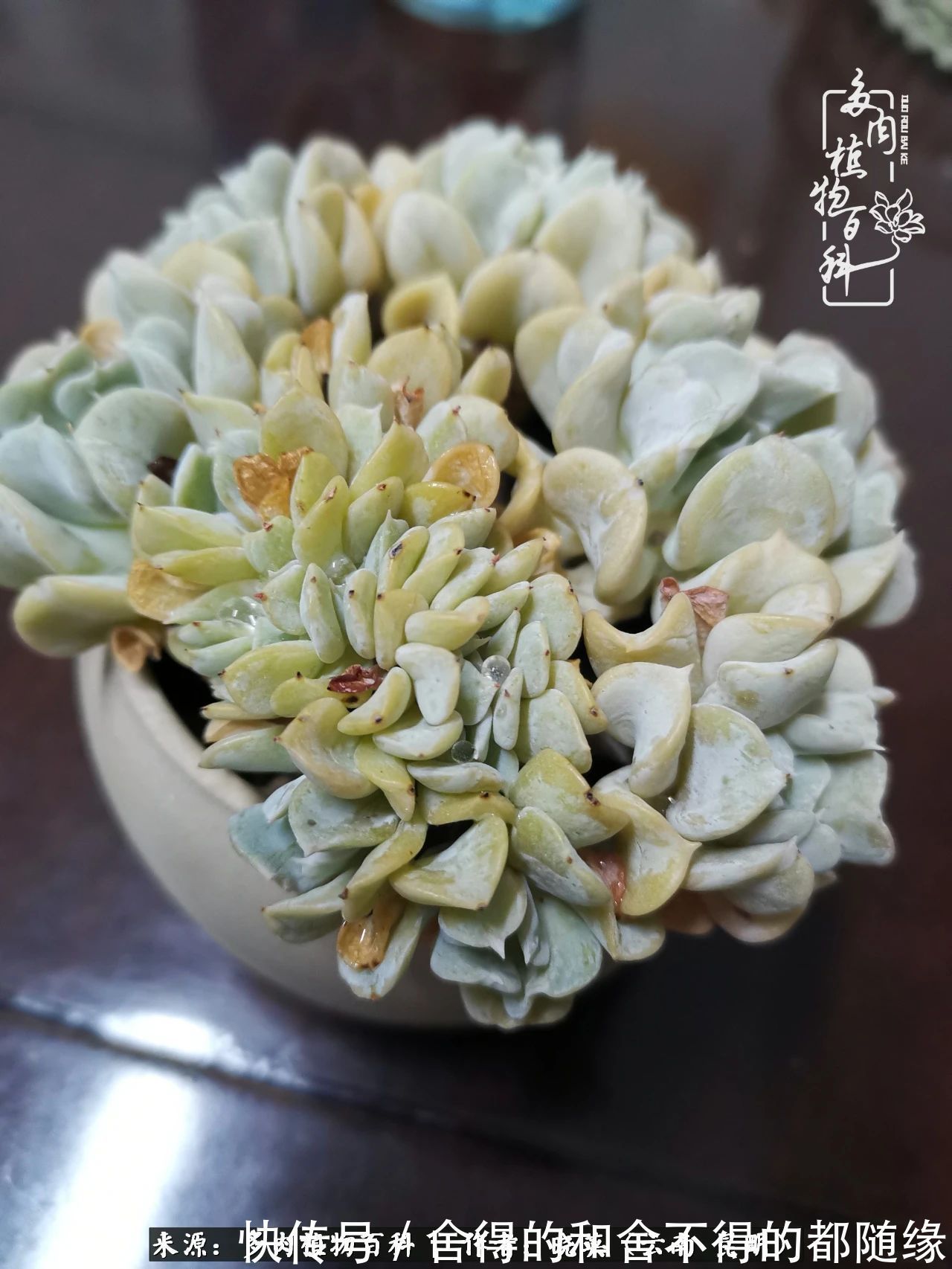 生活的本质就是爱,喜悦,和平!养多肉的快乐是金钱买不到的!