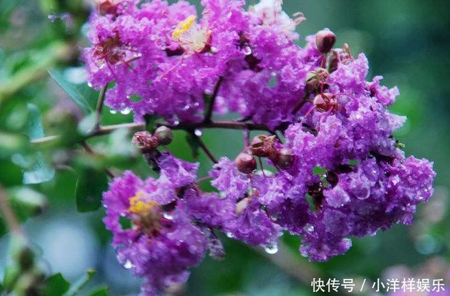 有3种夏季开的花,此时咔嚓“剪两刀”,侧枝变多,开花会更旺盛