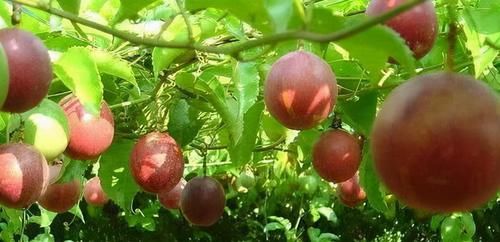 助孕素|中年女性的福音，多吃的好食物，脸色红润，身材丰满，谁吃谁好