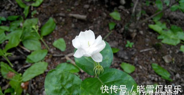 养殖茉莉花时，这4种枝条要及时进行修剪，否则难以开花