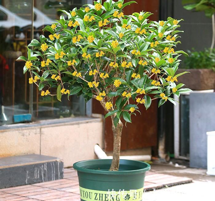 “寿命长”的11种花，好养寓意好，越养越值钱