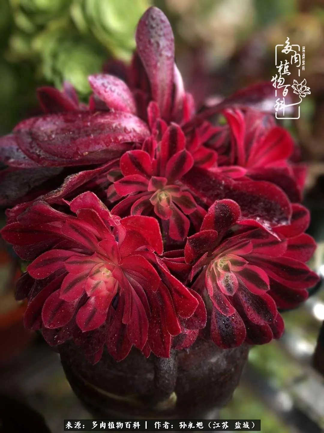 养多肉三年多九万里悟道,终归诗酒田园!