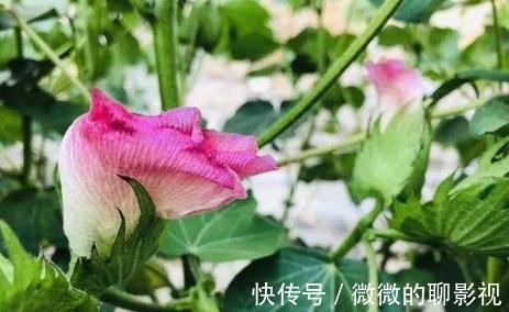 新枝|养花3分靠管，7分靠剪，6种必备的修剪小知识，你了解嘛