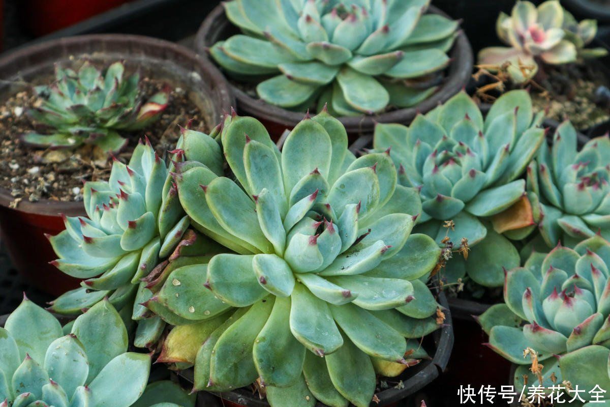 花花|老花匠的养肉秘方,避开5个坑,才能养出结实多肉