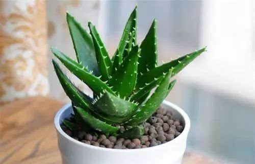 睡眠质量|家里万万要养这几种植物,难怪家人身体越住越健康,后悔才察觉