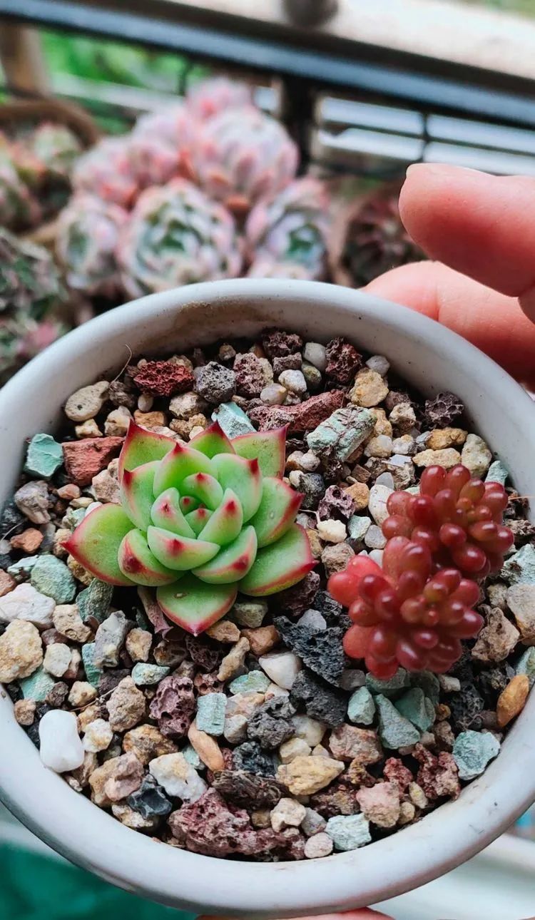 爱自己、爱家人、爱生活、爱多肉,因为有爱我便无惧风浪!