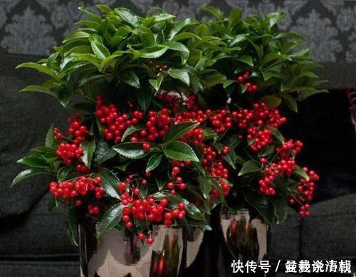 3种盆栽,再贵也要养一盆,树上挂满红果子,寓意吉祥又好养