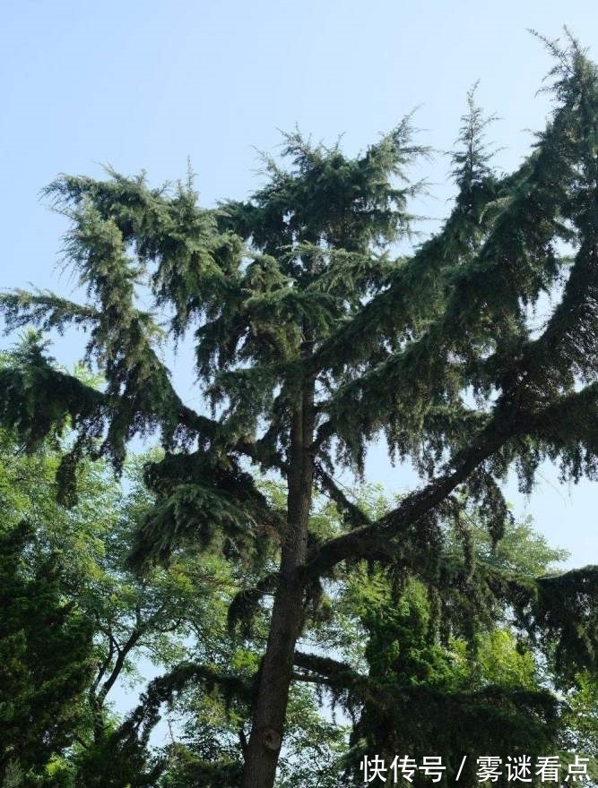 水杉|路边的这几种松柏，明明很常见，却又分不清！