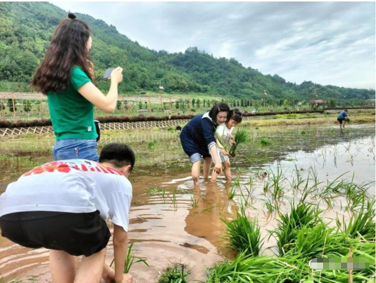 川西|芒种麦秋而稻禾青青来芦山肆意撒欢