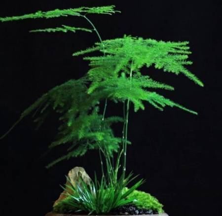 老公养文竹盆栽有妙法,浇水时加点它,枝繁叶茂再也不黄叶