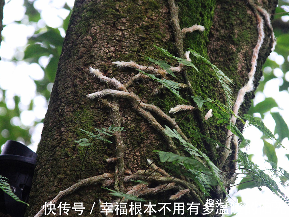 蕨类植物|名字有点吓人,山里人却当成宝,常拿来泡酒,如今20元一斤很稀罕