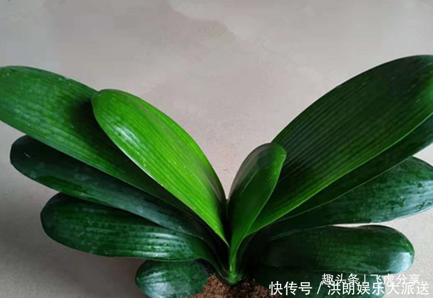 种花|买花要留意，三种花不能买，很难养活，告诉你一个买花小窍门