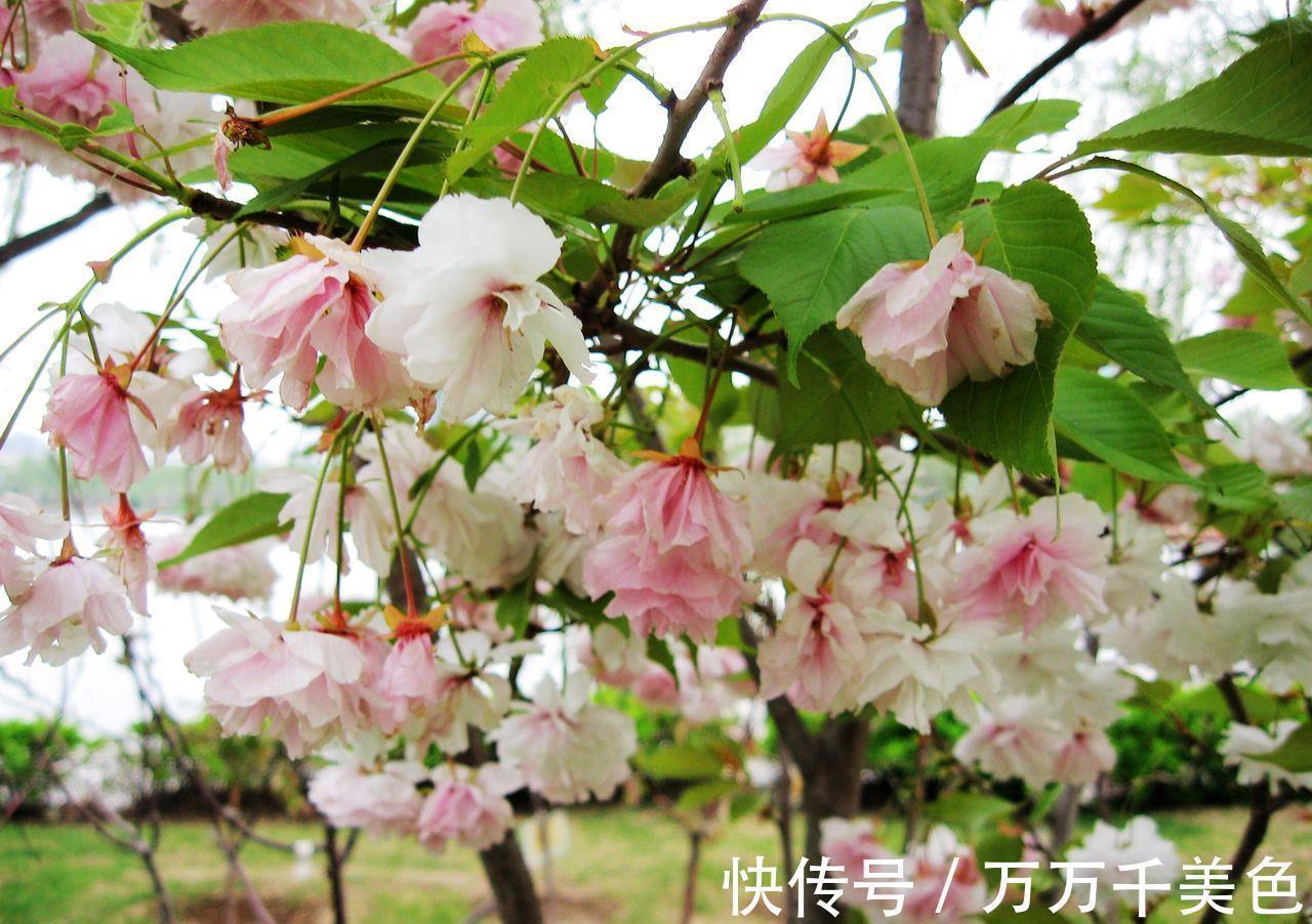 养花试试这几款,垂吊下来,在枝头上开满了花朵,超美