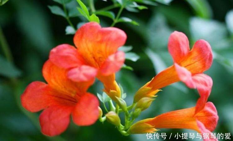 4种花是花中劳模，长势好、花色艳，雍容华贵，养护简单