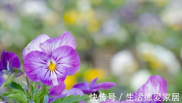 0度以下能开花的10种花草,最适合秋冬季节养,你家有没有?