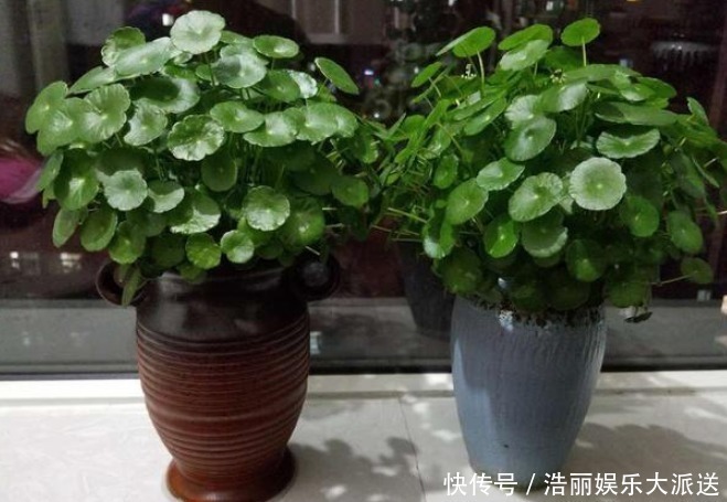 财运|旺夫又旺子的“吉祥花”,财运滚滚来,懂事的家人都会多养几盆!