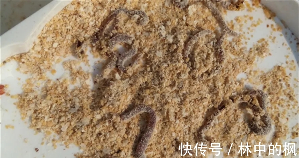 活性|冬季打窝聚鱼慢,发窝迟,不妨试试这三招,鱼口说来就来