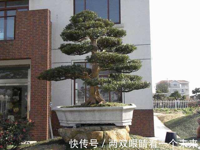 松柏类|3种名贵盆景山上遍地有,教你养护技巧,个个价值高造型佳