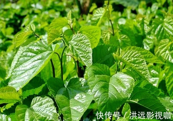 煮水|降血糖没有那么难，摘几片树叶煮水喝，血糖或能嗖嗖掉