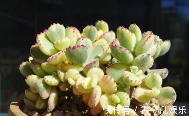 多肉|熊童子,花普货的价钱赏贵货的颜值,做好5点,红叶尖肥叶片都要