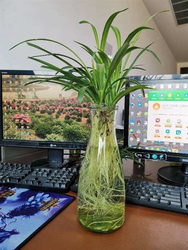 养3种花，不用土只用水，也能长成绿窗帘