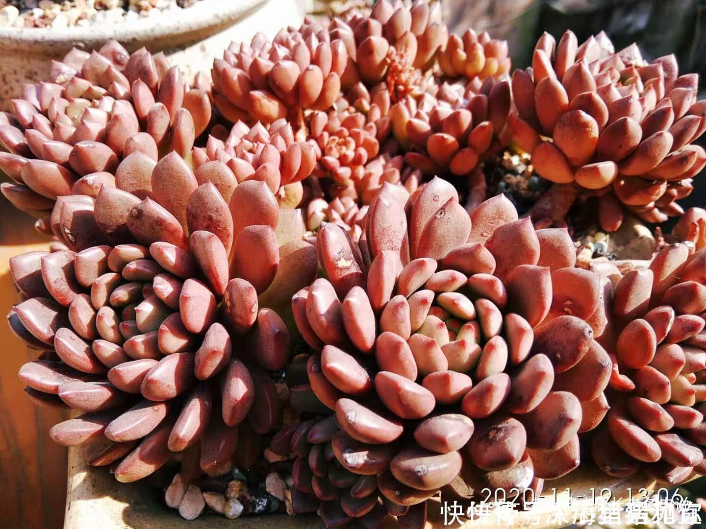 只要给机会就有可能逆袭——记多肉红宝石从叶片到老桩的成长过程