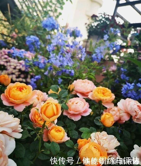 奥斯汀|他痴迷养花,露台养了100多盆花,盆盆美爆,惊艳全小区!