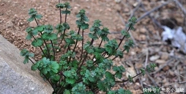 植物|农村一种野草,被称“植物黄金”,如今价值珍贵,市场100元一斤