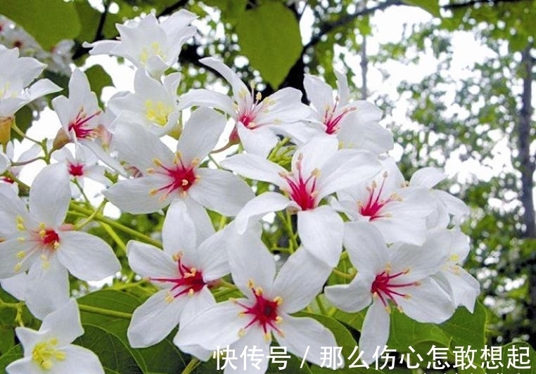 数据库|漂亮的有毒花,认识20种“大毒花”,涨知识不吃亏