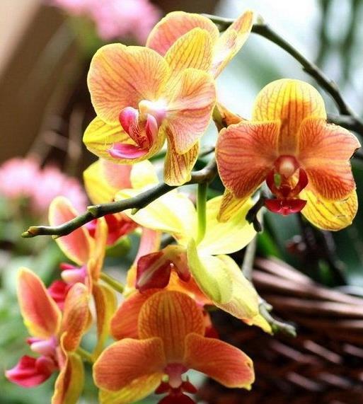 年宵花蝴蝶兰到手后怎么养?做好这6点,赏花无忧