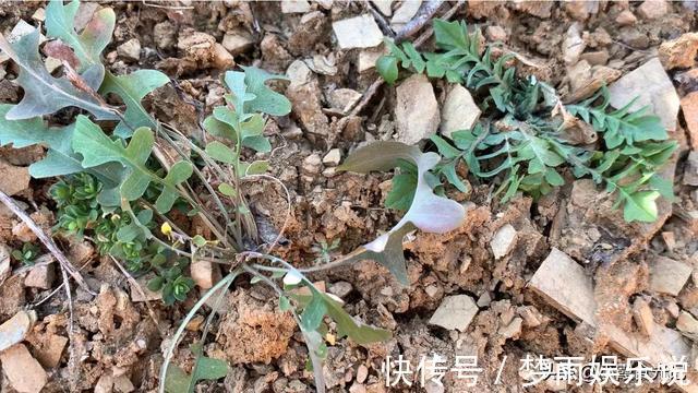 春风十里|挖错荠菜等于吃草，这些“假荠菜”你确定都认识吗