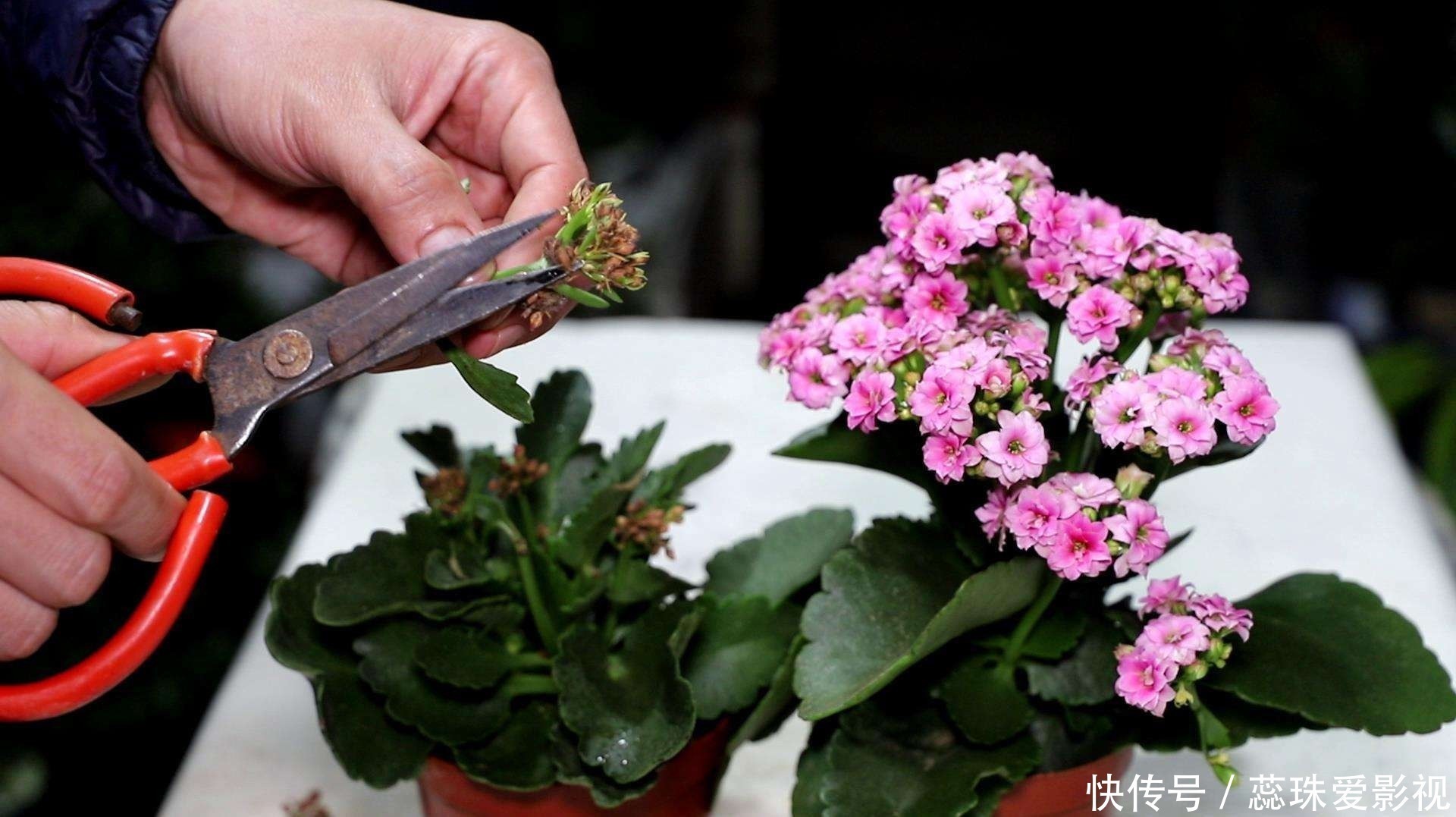 多菌灵溶液|美女养长寿花,狠心“撸光叶”,留下秃枝干,50天就成霸气老桩