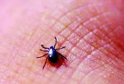 老人|七旬老人反复高热不退，竟是被这种小虫给咬了！