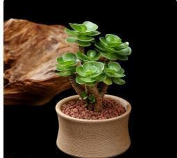 种花|比香水还要香的6种花,栽在阳台上,满屋子都飘香,美极了!