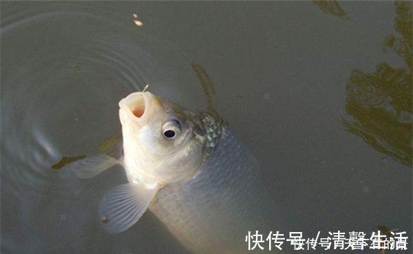 铅皮座|钓鱼技巧:鱼儿离底上浮,这几种钓法才好用,冬季也能用得上