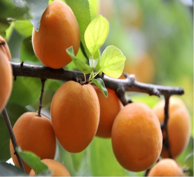 食物|女人不想脸上爬满皱纹，常吃4种食物，养护肝脏，美容抗衰老