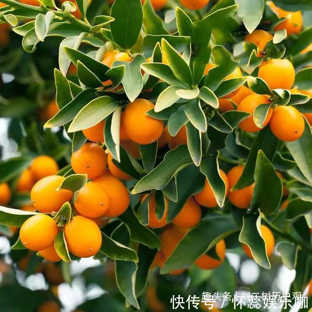 桂花树|“四树进宅,镇宅旺财”,这4种吉祥植物家里一定要有一盆