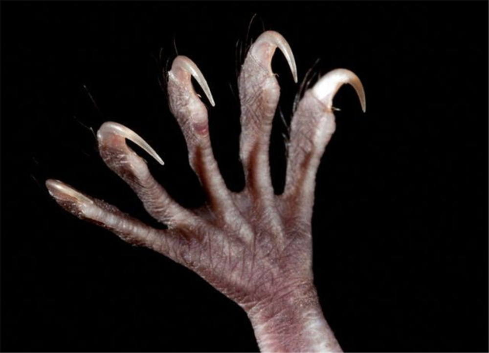 大石围|广西大石围出现食鱼的蝙蝠,爪如鱼钩,一晚上能捕获约30条小鱼