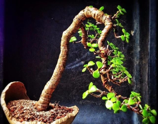 金枝玉叶长势慢，果断“剪一刀”再饿三天，“猛窜芽”变繁花老桩