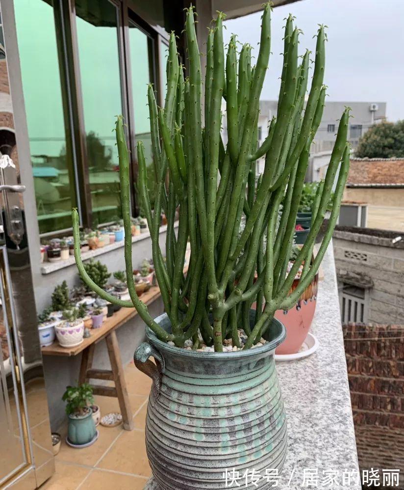 越漂亮的花越“有毒”！快来认识这12种大毒花，涨“知识”不吃亏