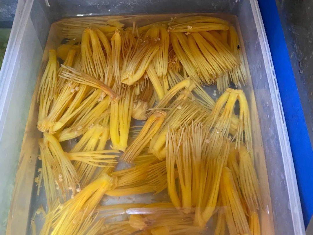 香飘飘的花，吃一口满嘴花香，再不吃就没了