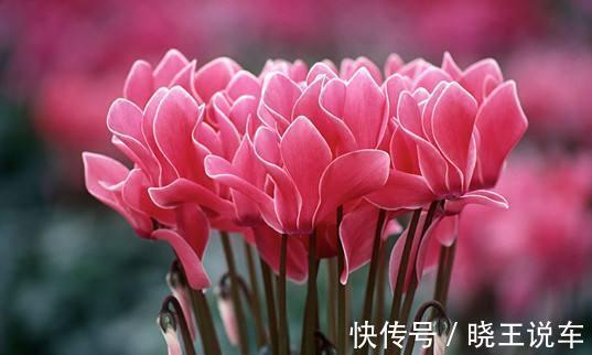 调整仙客来花期的五种方法