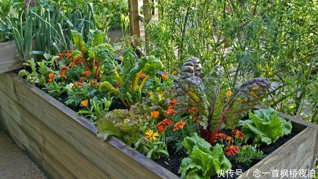 想有个菜园,余生低头种菜,抬头看花...