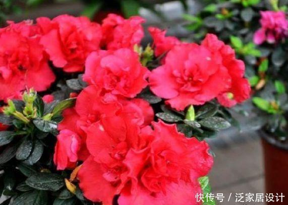 鸿运当头|5种漂亮花,开花漂亮花期长,好养易活能爆盆