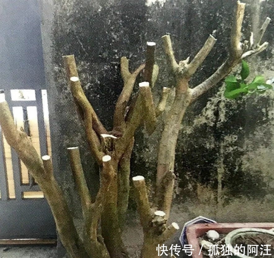 树桩造型是保留双干、三干还是多干,还得树桩自己说了算!