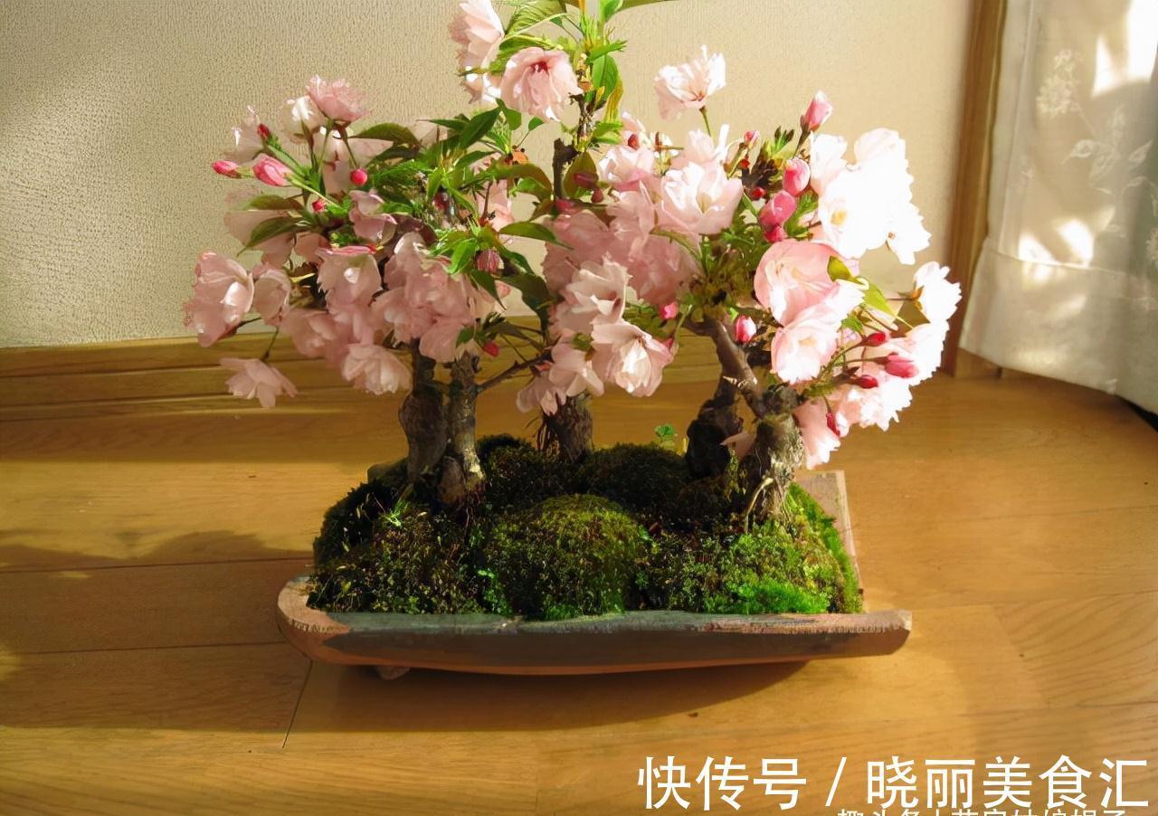 6种盆栽能结出满树红果果,挂果时间也长,养在室内凸显居家品味