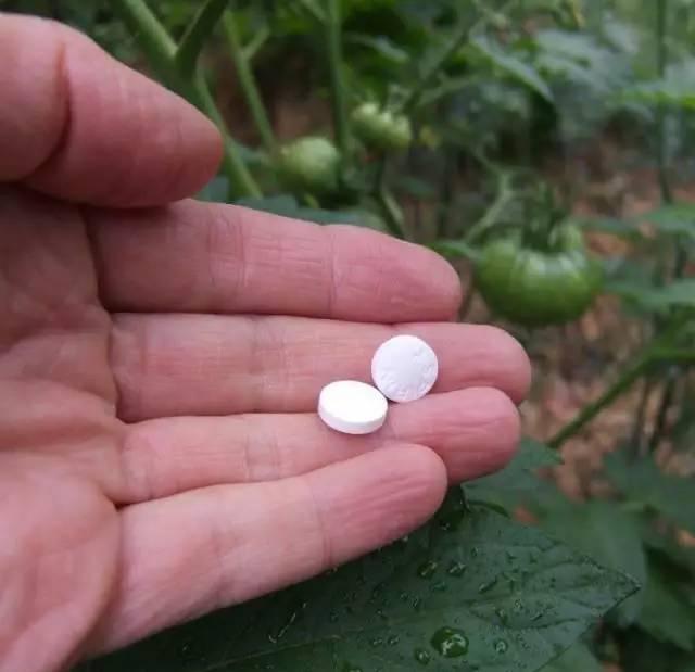 浇花水摻点它,比营养液、淘米水还肥,家里花草长得叶绿、花多