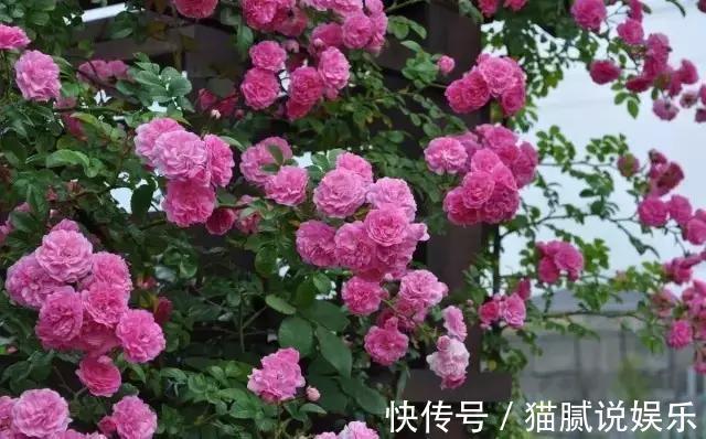 这9种花园，随便1个都美上天了，有一种这辈子就满足了！